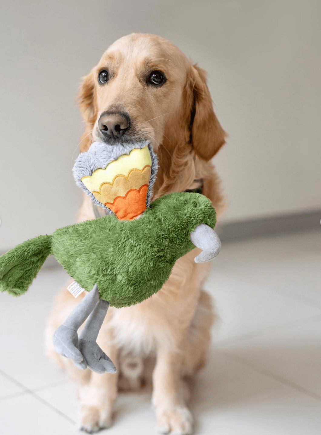 Kevin the Kea Gifts - Soft Toy